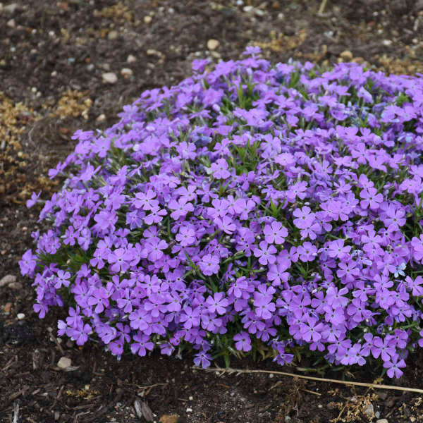 Phlox, Crater Lake