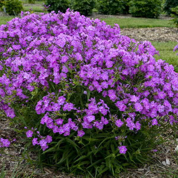 Phlox, Opening Act Romance Tall Garden