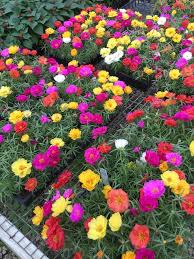 Portulaca, Happy Hour Mixed 6 plants/ box