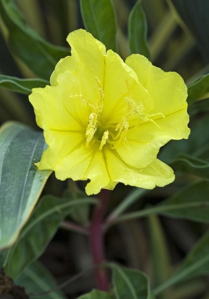 Evening Primrose, Missouri (Ozark Sundrops)