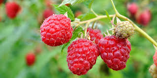 Raspberry, 3 in 1