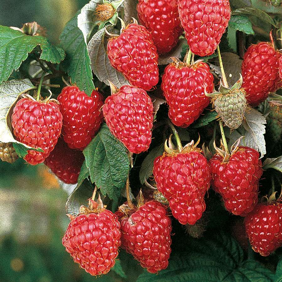 Raspberry, Heritage (Everbearing)