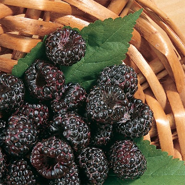 Black Raspberry, Munger (Self-Fertile)