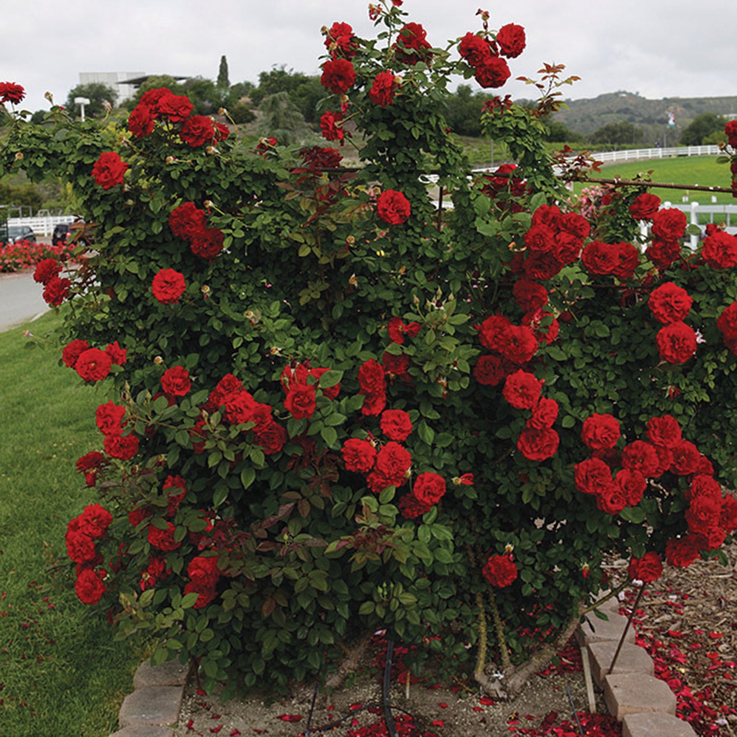 Rose, Lady In Red Climbing