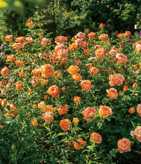 Rose, Lady of Shalott David Austin