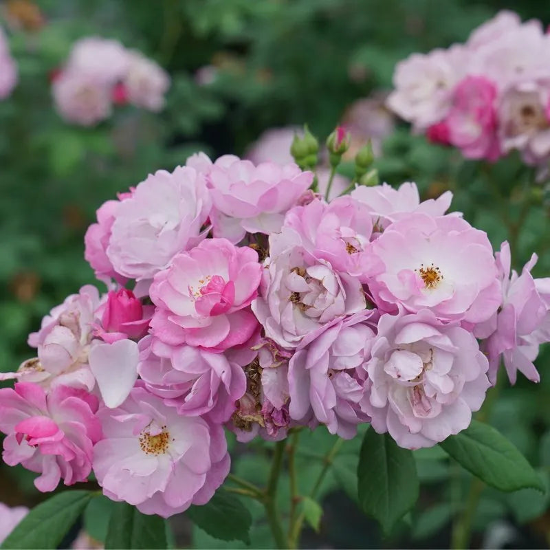 Rose, Rise Up Lilac Days Climbing