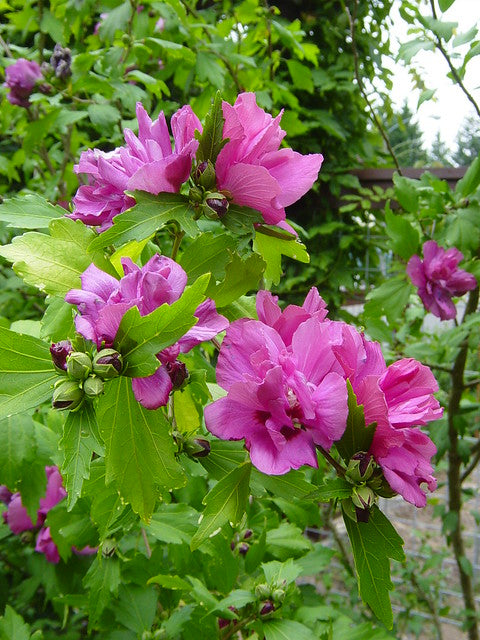 Rose of Sharon, Boule de Feu
