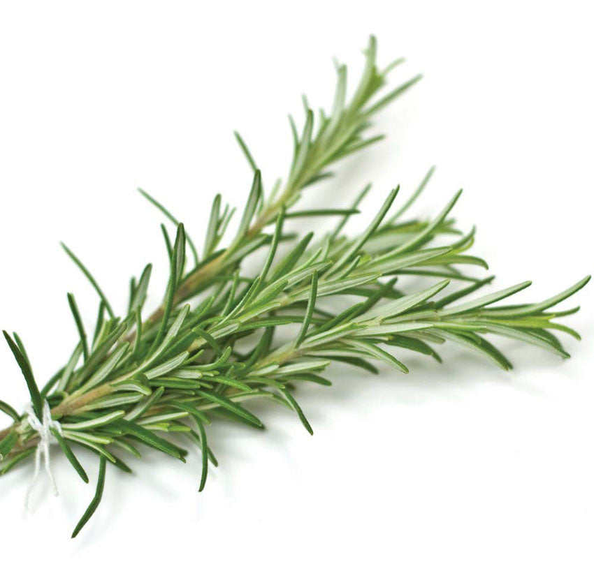 Rosemary, Gorizia