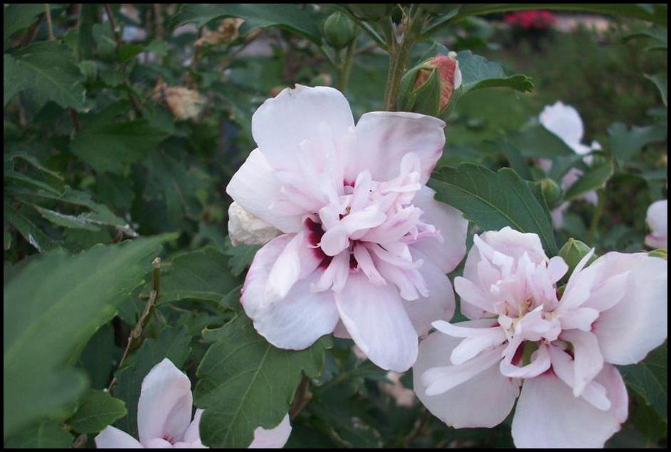 Rose of Sharon, Blushing Bride