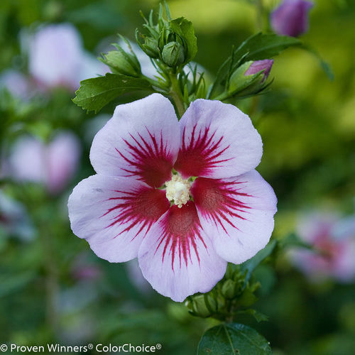 Rose of Sharon, Orchid Satin