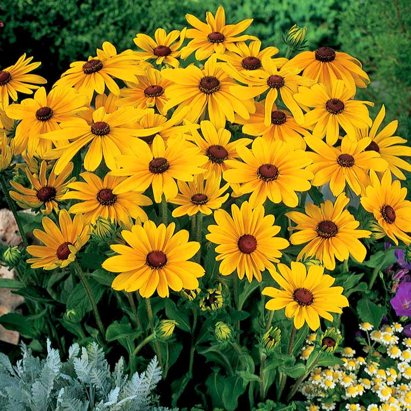 Black-Eyed Susan, Indian Summer