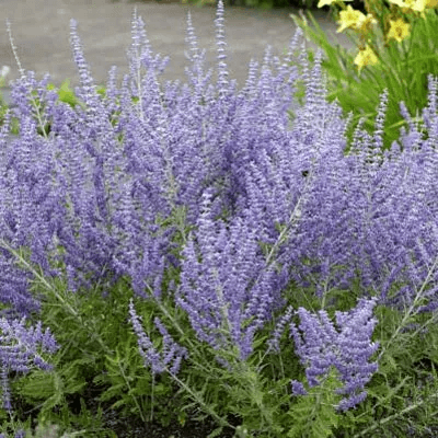 Russian Sage, Crazy Blue