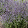 Russian Sage, Prime Time