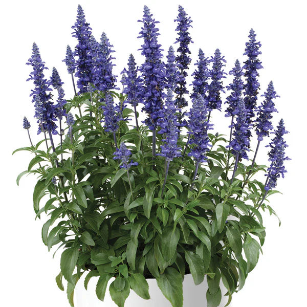 Salvia, Sallyfun Blue Lagoon