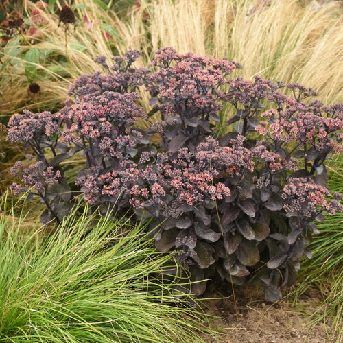 Stonecrop, Rock N Grow Back In Black