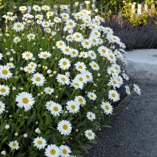 Shasta Daisy, Becky