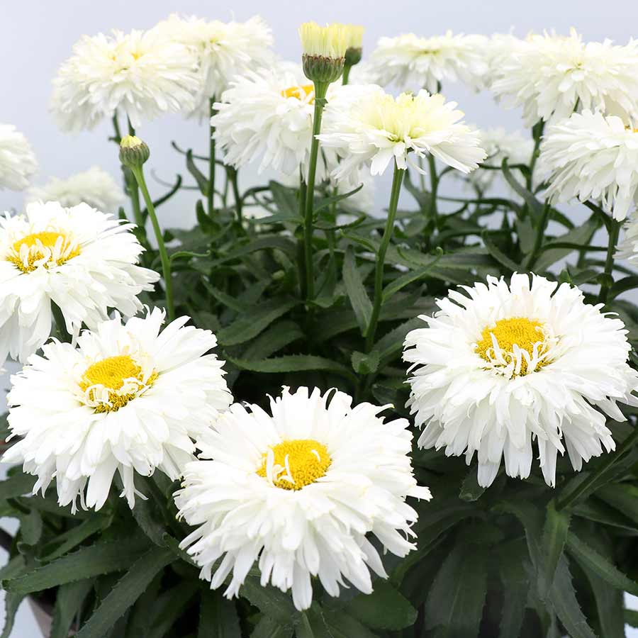 Shasta Daisy, Macaroon