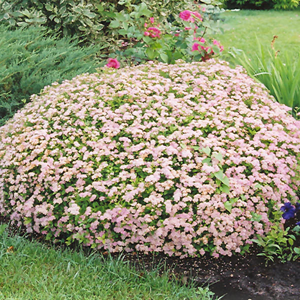 Spirea, Little Princess