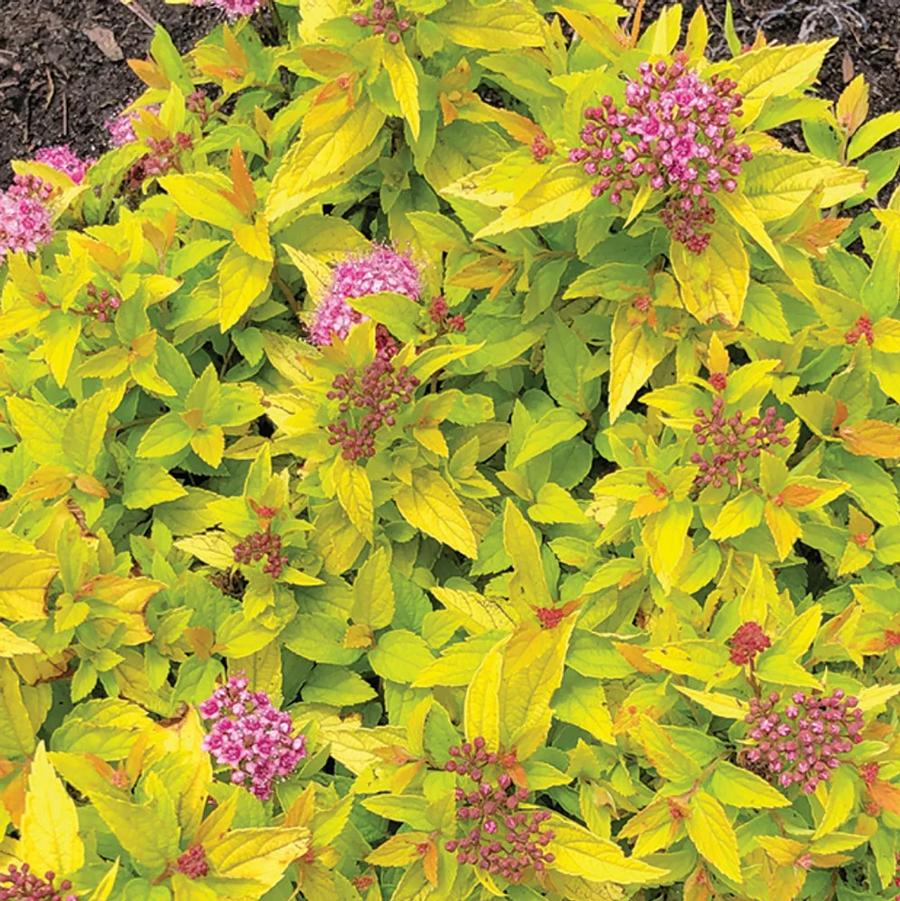 Spirea, Pineapple Poprocks 2g