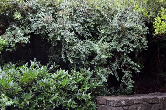 Spirea, Snowmound