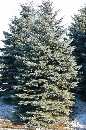 Spruce, Fat Albert Blue