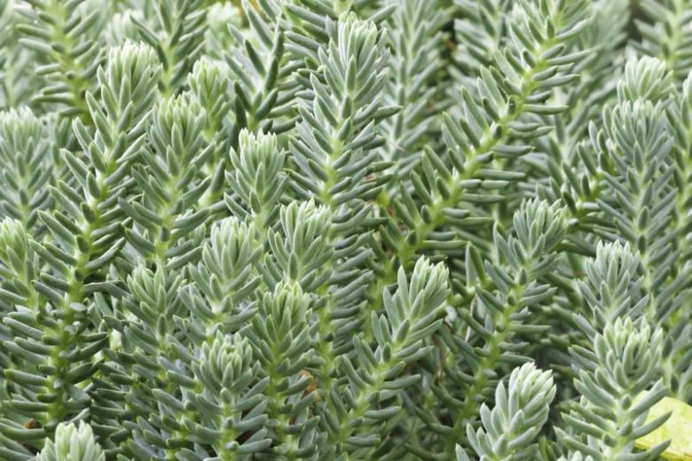 Stonecrop, Blue Spruce 1 qt