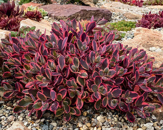 Stonecrop, Sunsparkler Dazzling Dynamite 1g