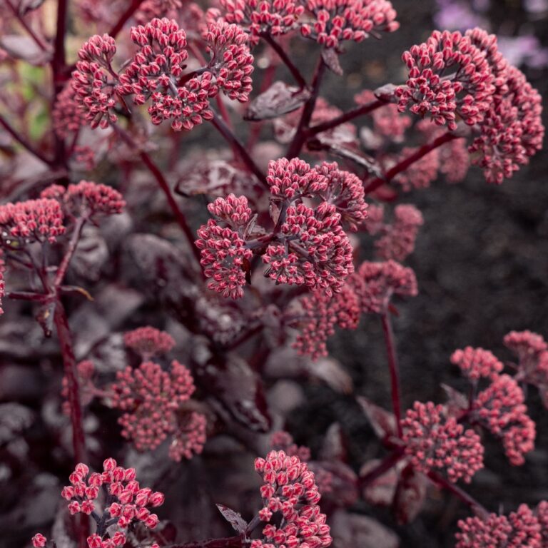 Stonecrop, Puff Pastry Raspberry