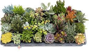 Succulents