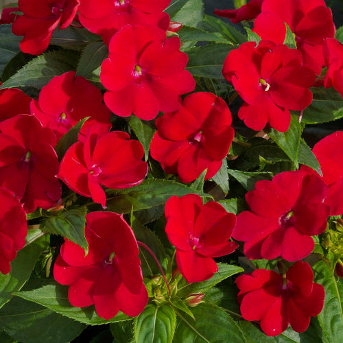 Sunpatiens, Deep Red Compact