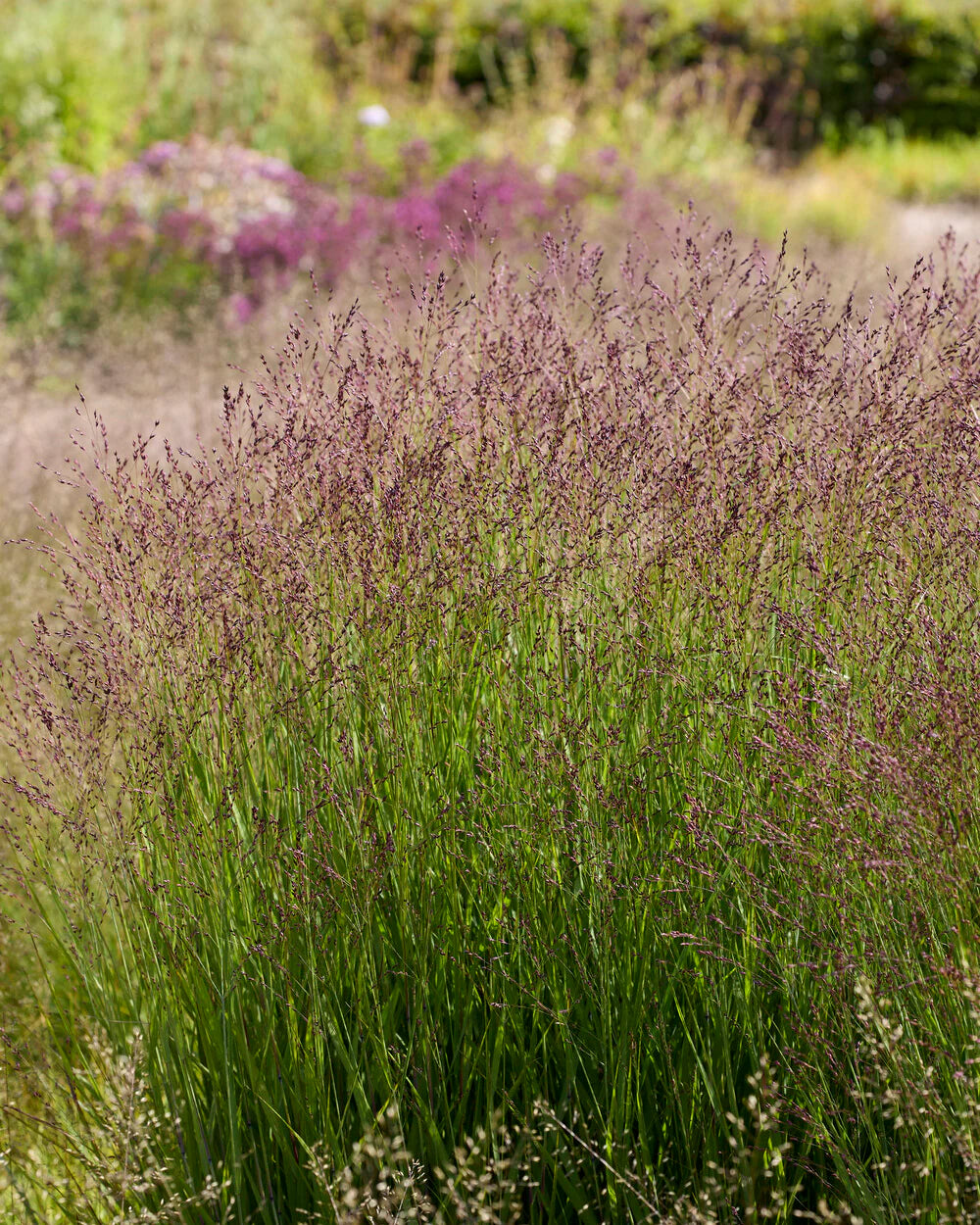 Switch Grass, Purple Tears