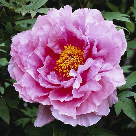 Tree Peony, 2 gallon
