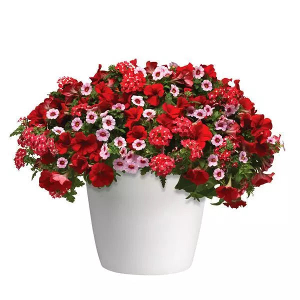 12" Hanging Basket, Glamour Girl