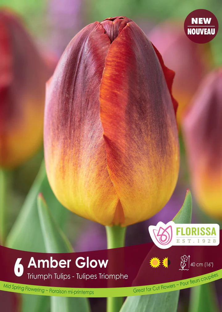 Tulip Bulbs, Amber Glow - 6/ pkg