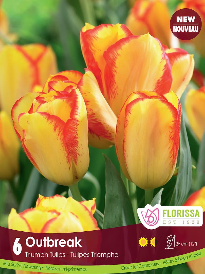 Tulip Bulbs, Outbreak 6/ pkg