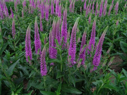Speedwell, Purpleicious