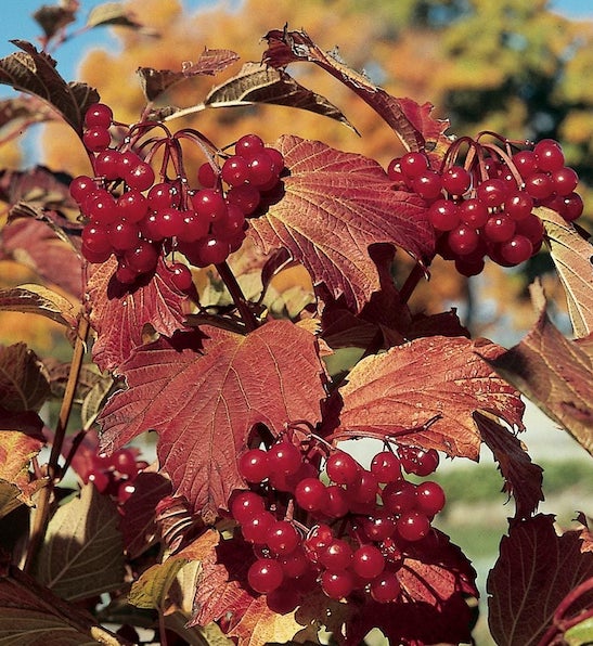 Cranberrybush, American Viburnum