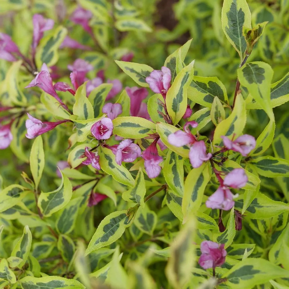 Weigela, Bubbly Wine