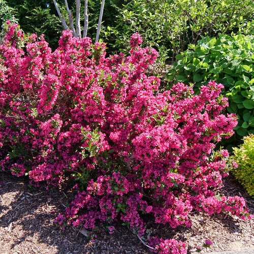 Weigela, Sonic Bloom Punch