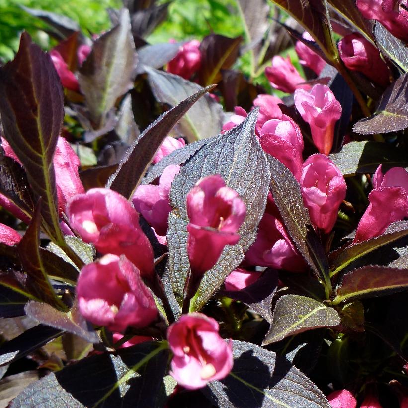 Weigela, Spilled Wine