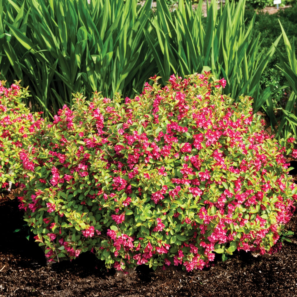 Weigela, Date Night Strobe (reblooming)