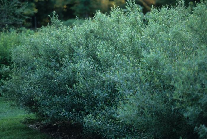 Willow, Dwarf Arctic