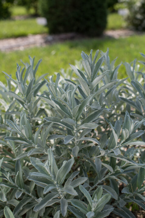 Willow, Sageleaf Iceberg Alley