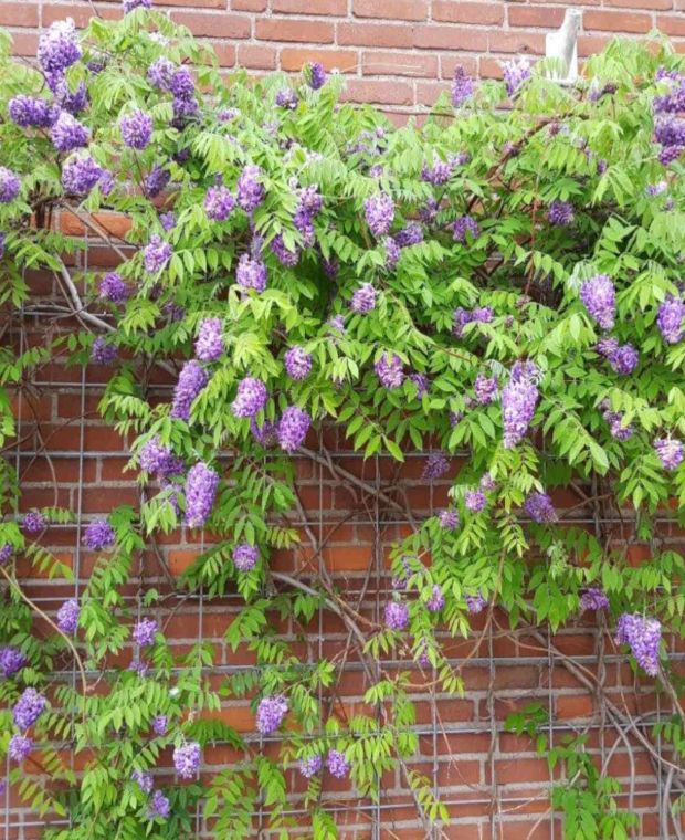 Wisteria, Amethyst Falls
