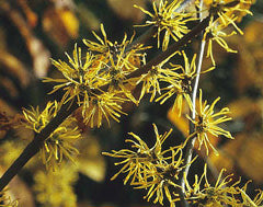 Witch-Hazel, Common