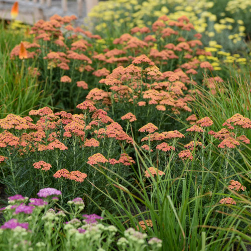 Yarrow, Firefly Peach Sky