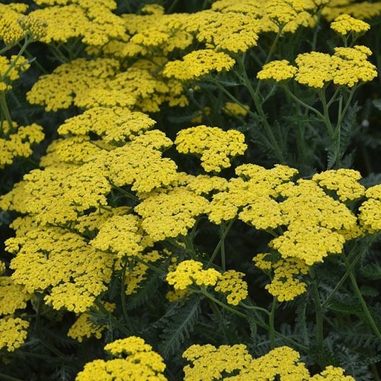 Yarrow, Sassy Summer Lemon