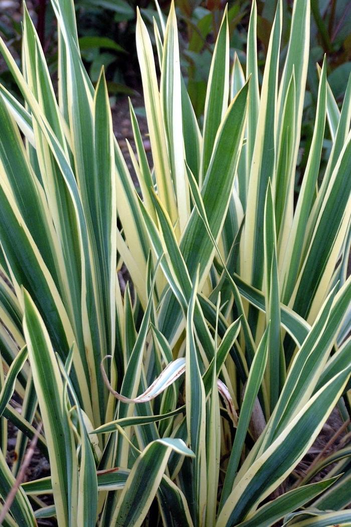Yucca, Bright Edge