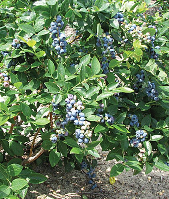 Fruit Bushes