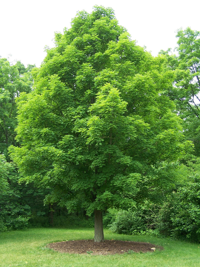 Native Plants